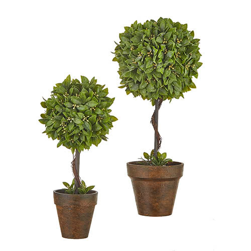 18" Potted Boxwood Topiaries